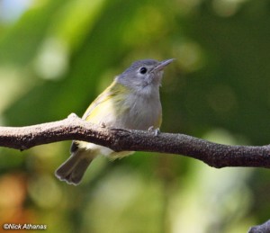 Lesser-Greenlet-unionjuarez_9949